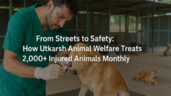 From Streets to Safety: How Utkarsh Animal Welfare Treats 2,000+ Injured Animals Monthly