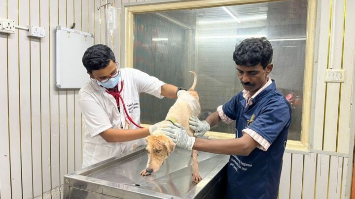 Mumbai Stray Rescue